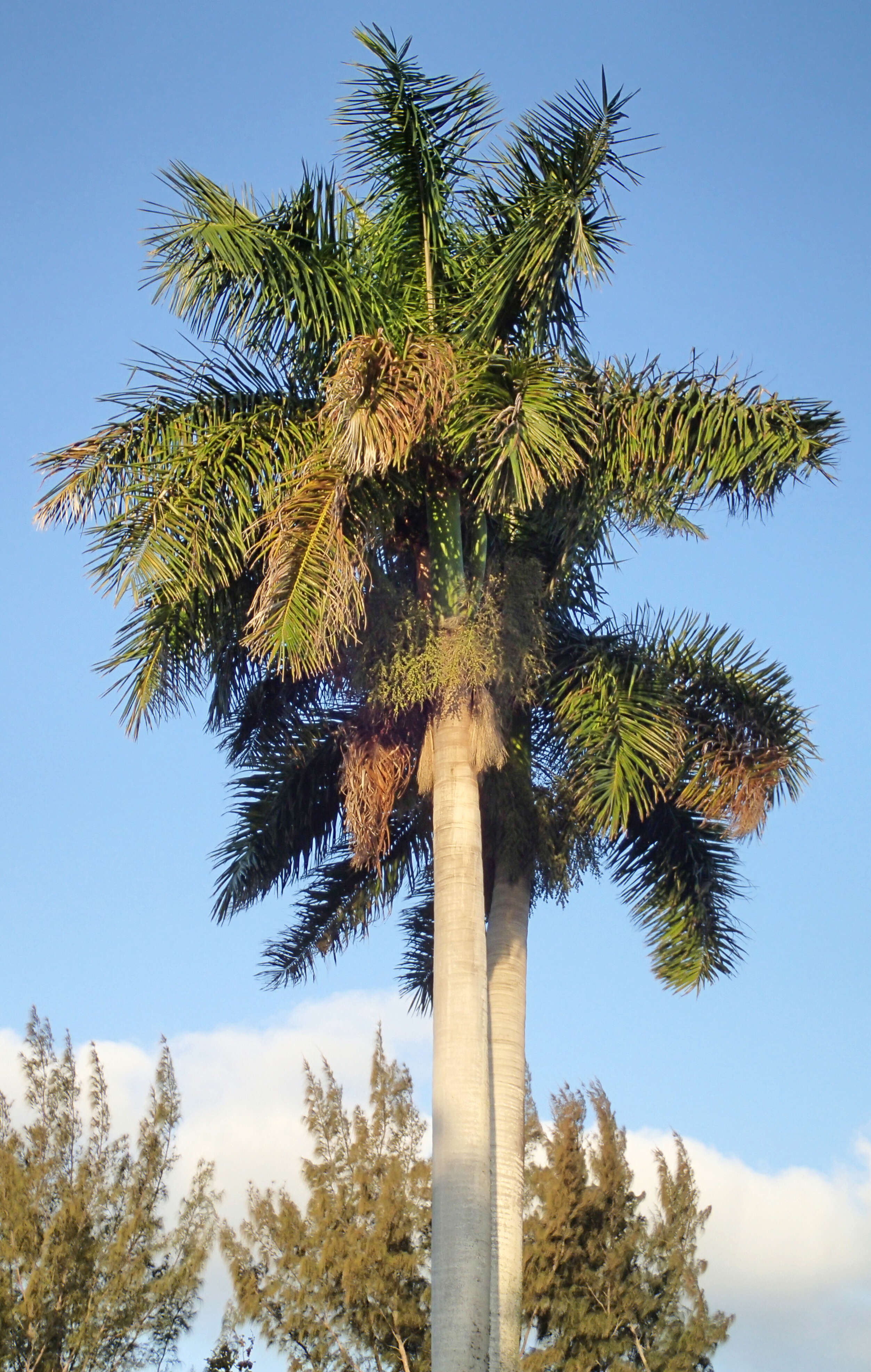 Image of Cuban Royal Palm