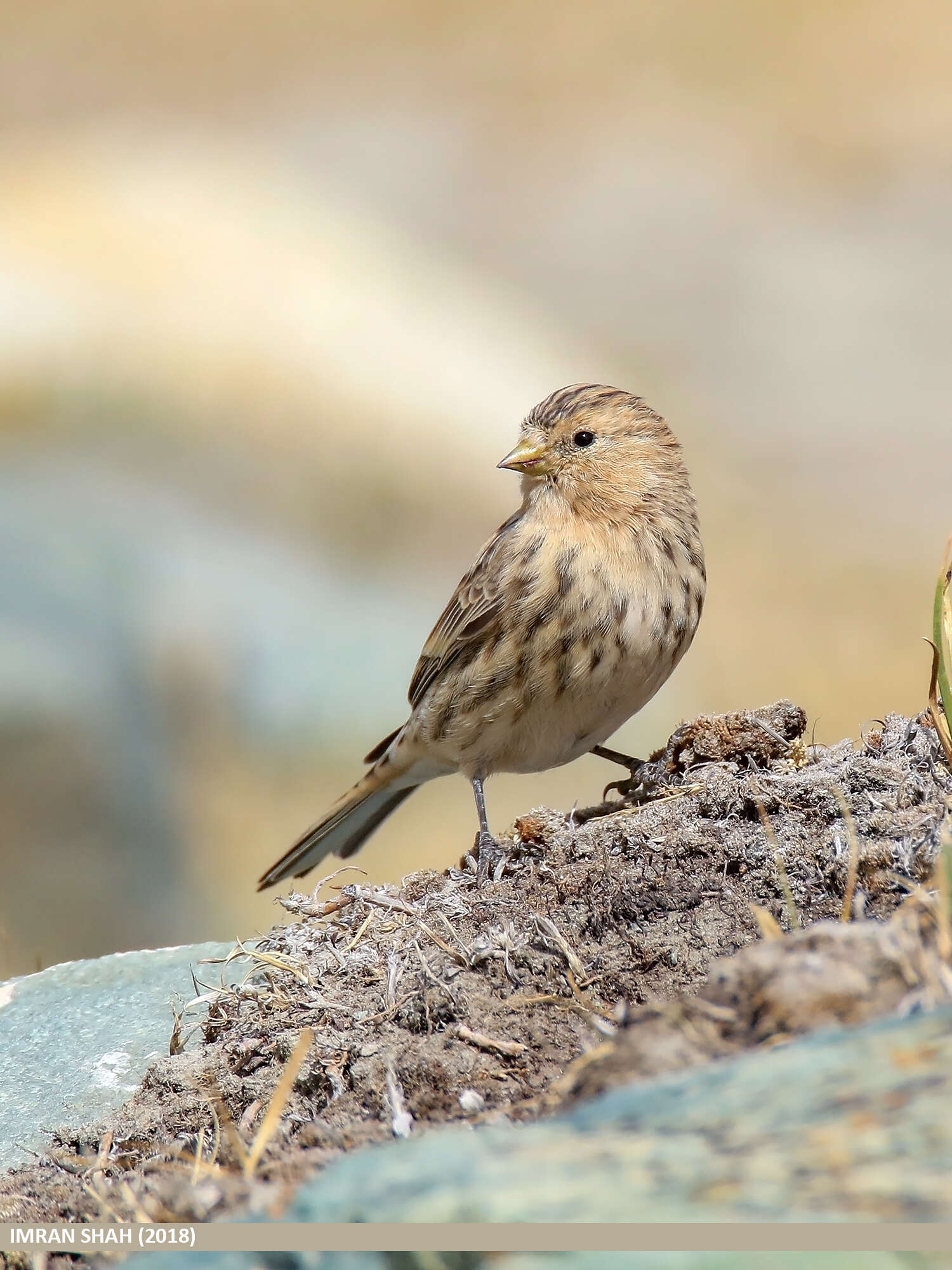 Image of Twite