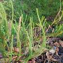 Image of Darwinia whicherensis Keighery