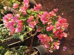 Слика од Bougainvillea