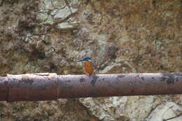 Image of Common Kingfisher