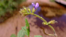 Imagem de Calopogonium mucunoides Desv.