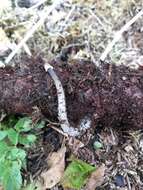 Image of Mycena polygramma (Bull.) Gray 1821