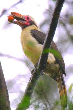 Image of Luzon Hornbill