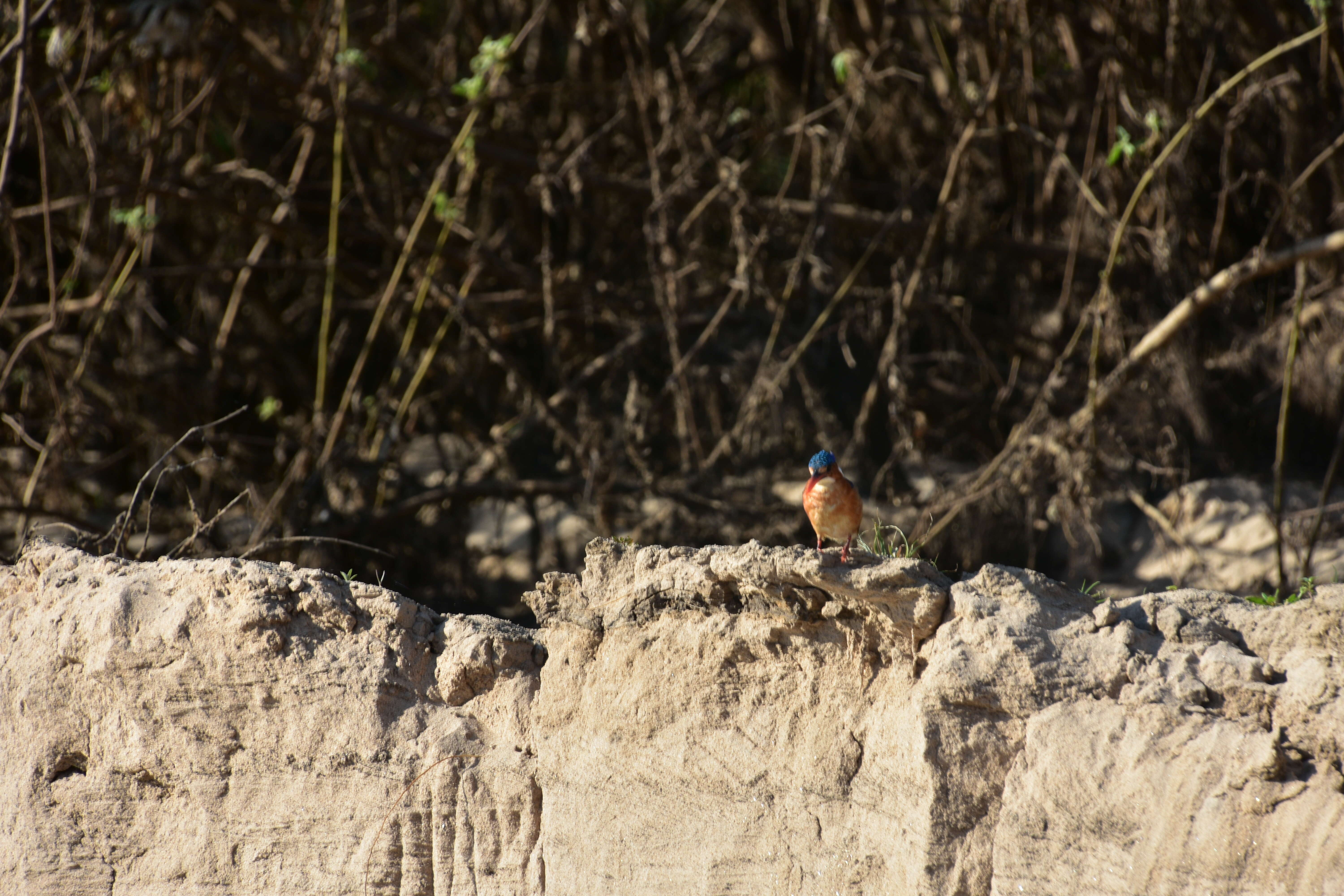 Image of Alcedo cristata