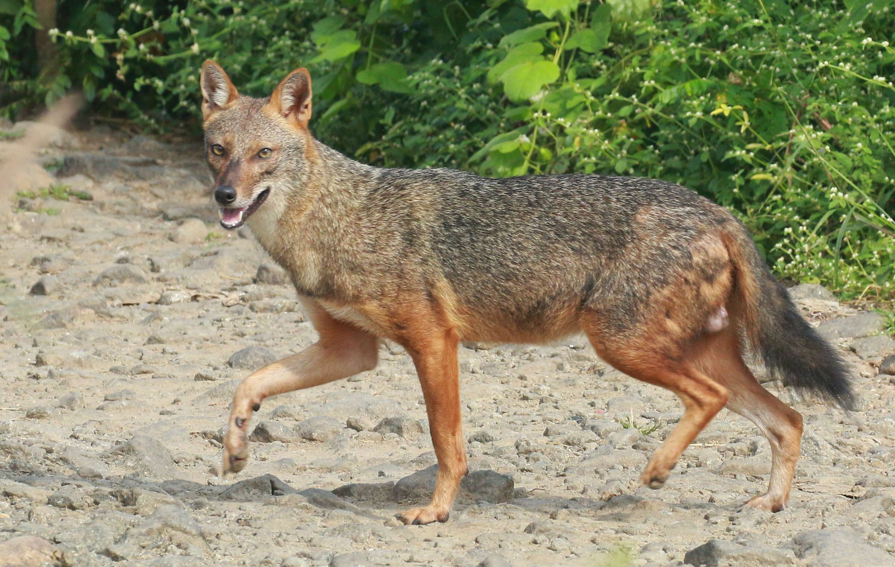 Image of Indian jackal