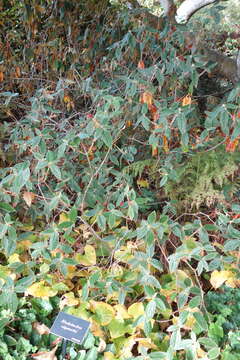 Image of Rhododendron edgeworthii Hook. fil.