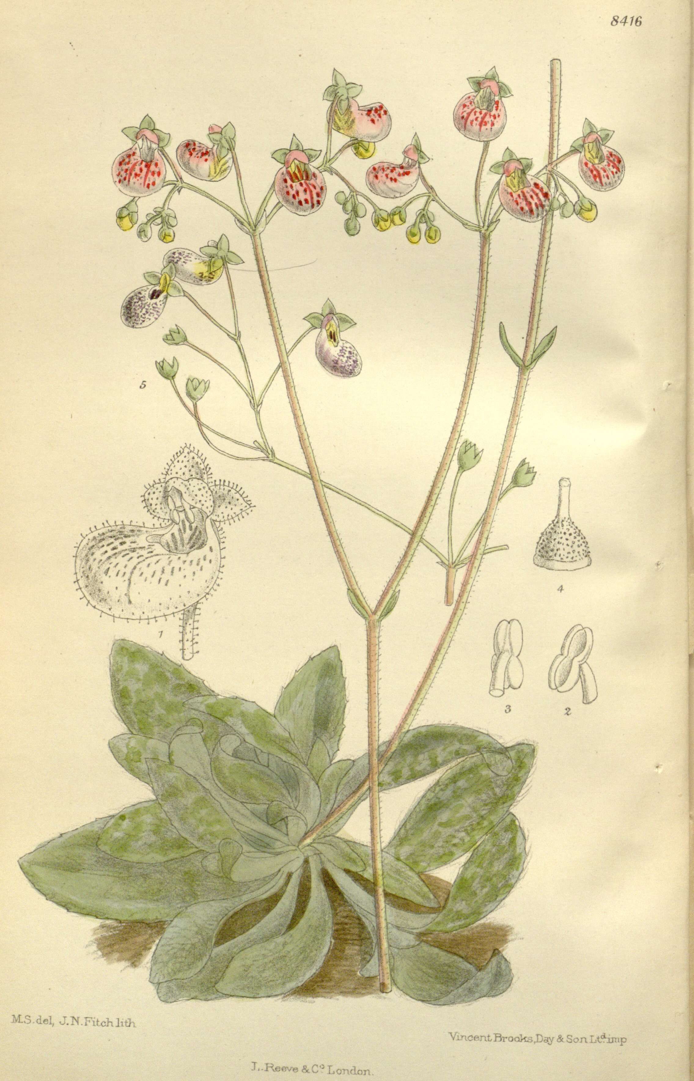 Image of Calceolaria cana Cav.