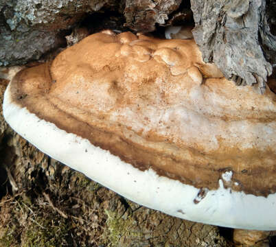 Image of Ganoderma applanatum