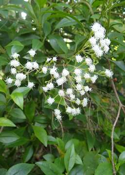 صورة Ageratina ligustrina (DC.) R. King & H. Rob.