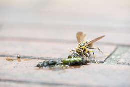 Image of Polistes rothneyi Cameron 1900