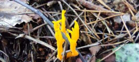 Image of Calocera viscosa (Pers.) Fr. 1821