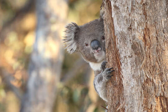 Image of koalas