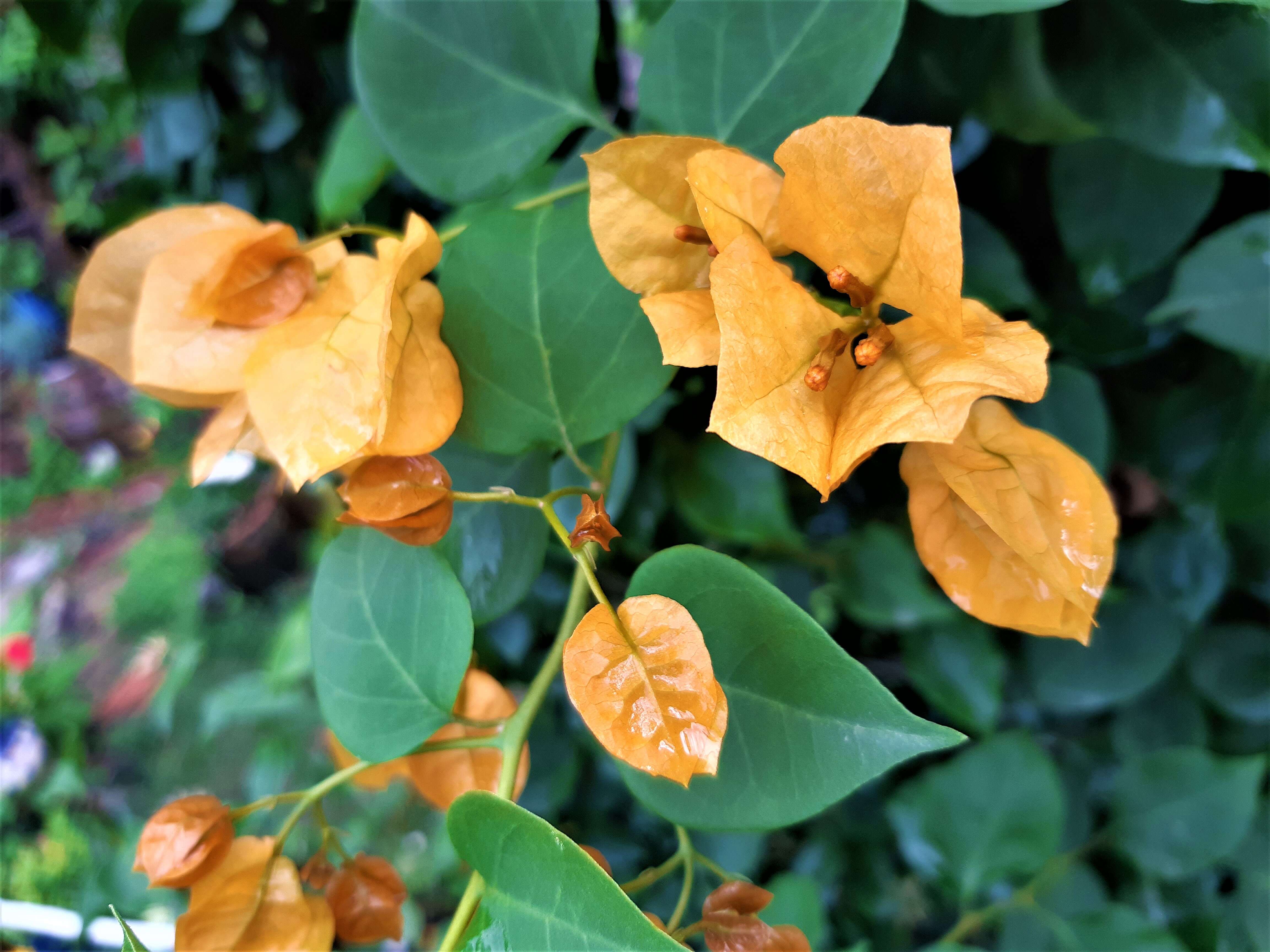 Слика од Bougainvillea