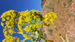 Image of Giant Fennel