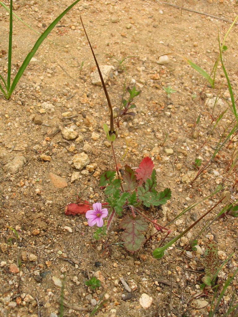 Image of longbeak stork's bill