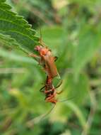 Image of Cantharis livida