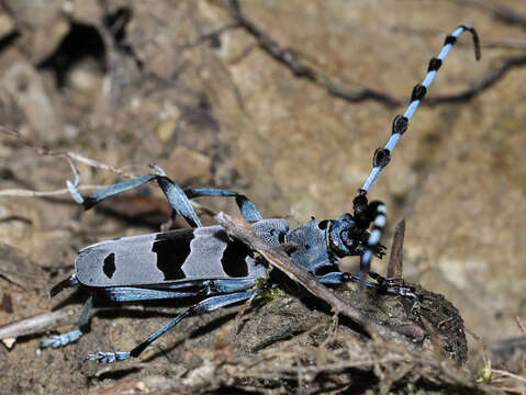 Image of Rosalia Longicorn