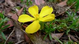 Image of Hibbertia procumbens (Labill.) DC.