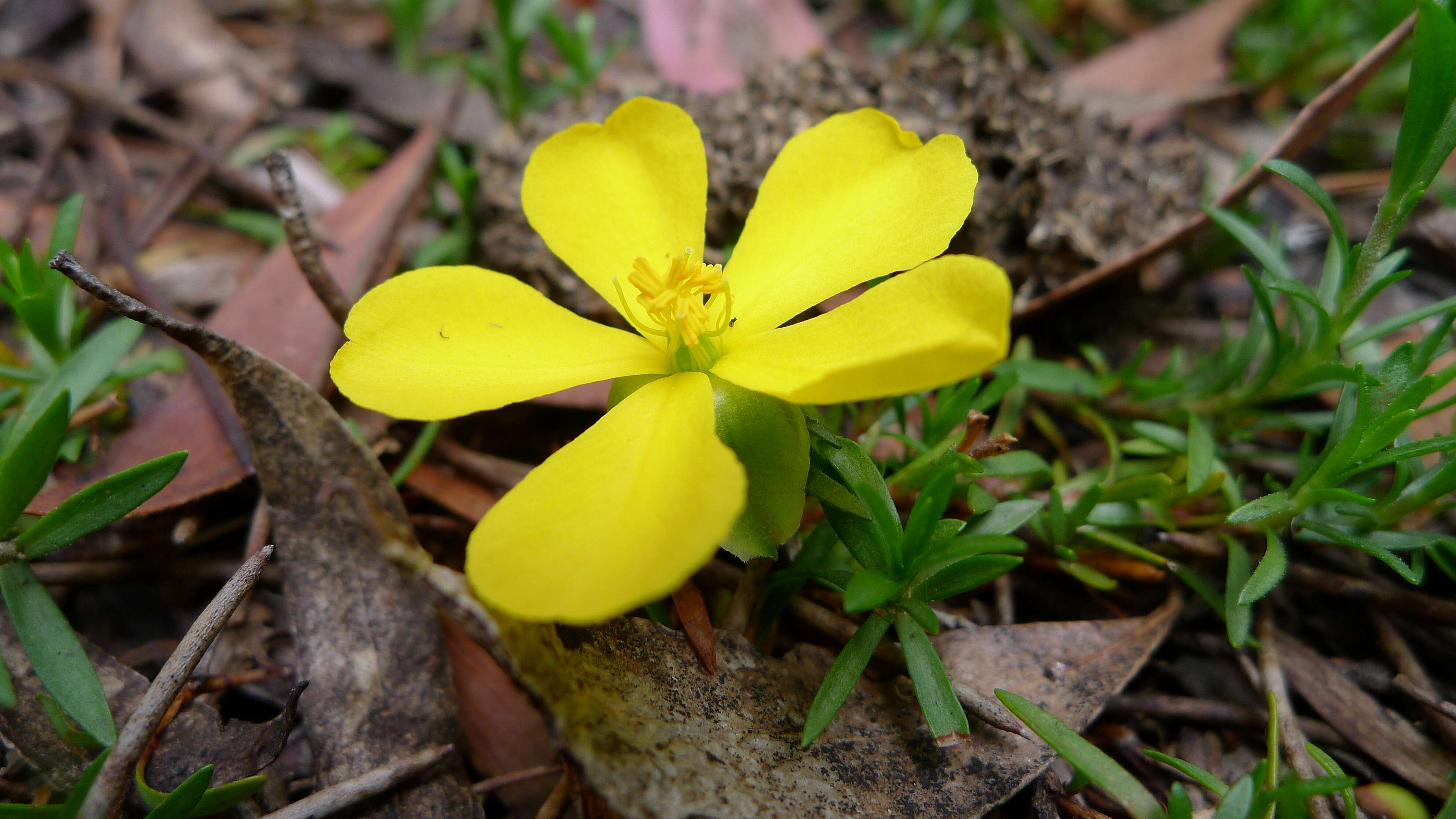 Image of Hibbertia procumbens (Labill.) DC.