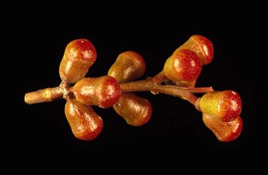 Image of Eucalyptus merrickiae Maiden & Blakely