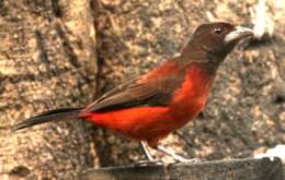 Image of Crimson-backed Tanager