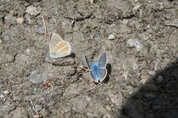 Image of Polyommatus damon