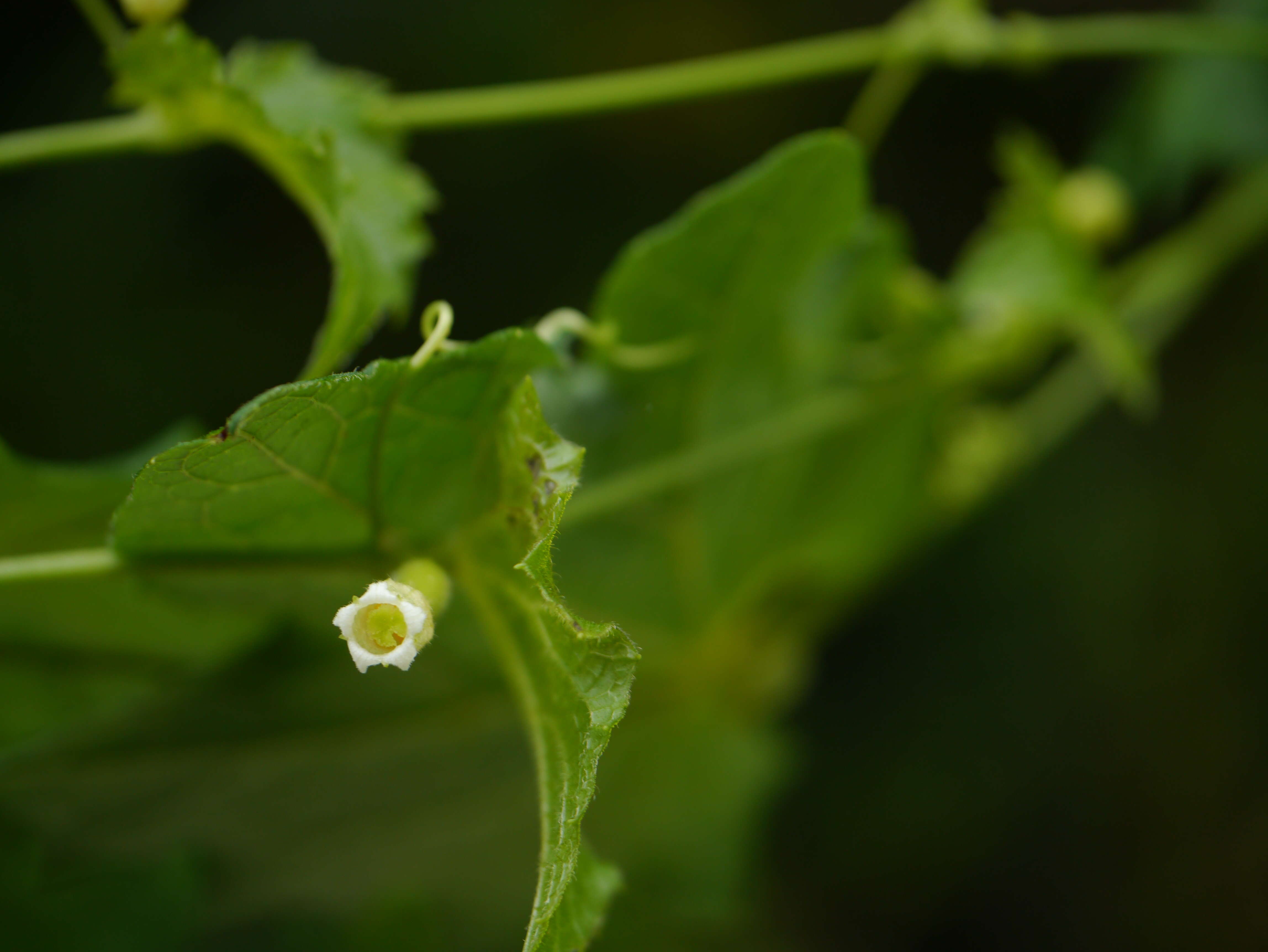 Image of Solena amplexicaulis (Lam.) Gandhi ex Saldanha & Nicolson