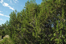 Image of oneseed juniper