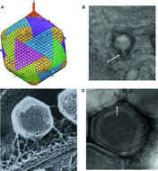 Image of algae icosahedral phyco-viruses