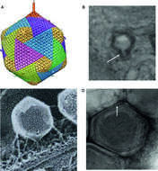 Слика од Phycodnaviridae