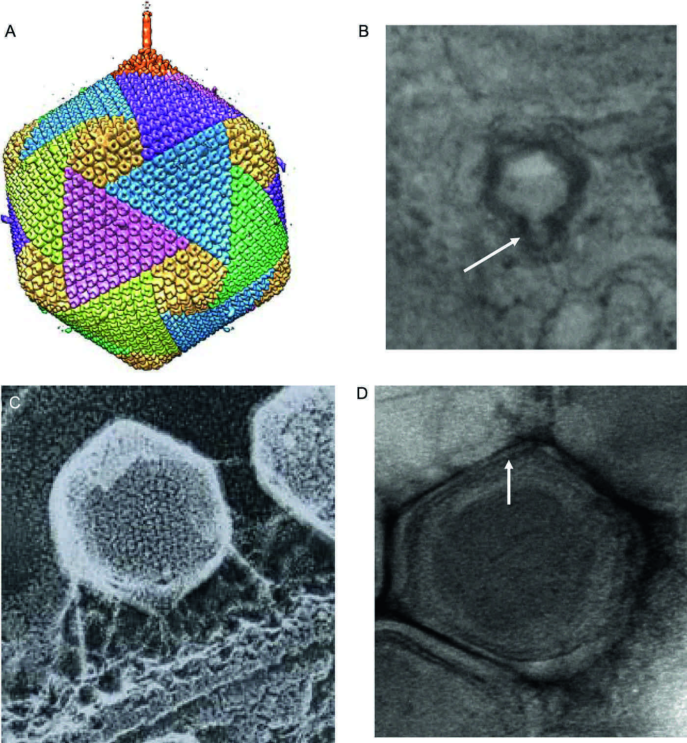 Image of algae icosahedral phyco-viruses