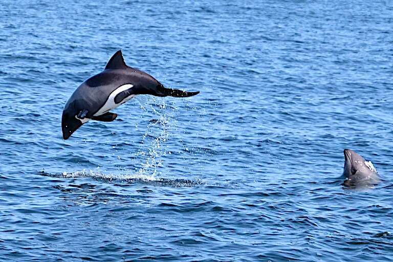 Image of Benguela Dolphin