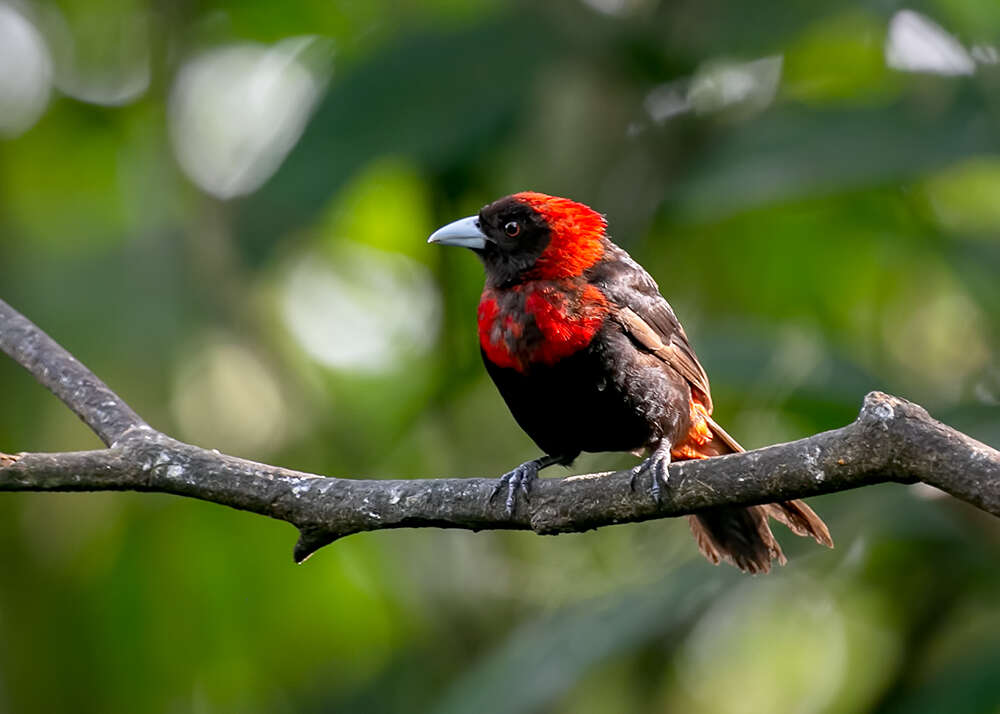 Image of Crimson-collared Tanager