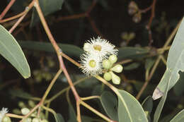 Image of Pink Gum