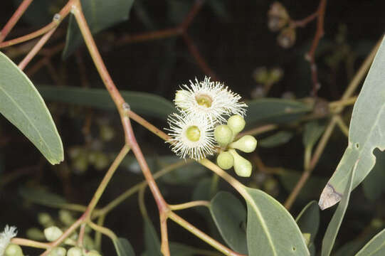 Imagem de Eucalyptus fasciculosa F. Müll.