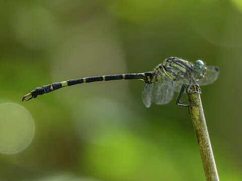 Image of Nychogomphus striatus (Fraser 1924)