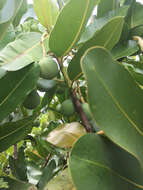 Image of Calophyllaceae