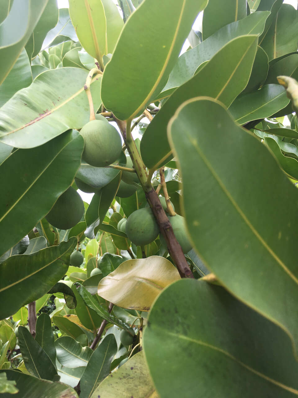 Image of Calophyllaceae