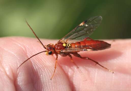 Image of <i>Tenthredopsis nassata</i>