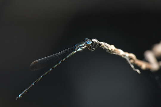 Image of Blue Damselfly