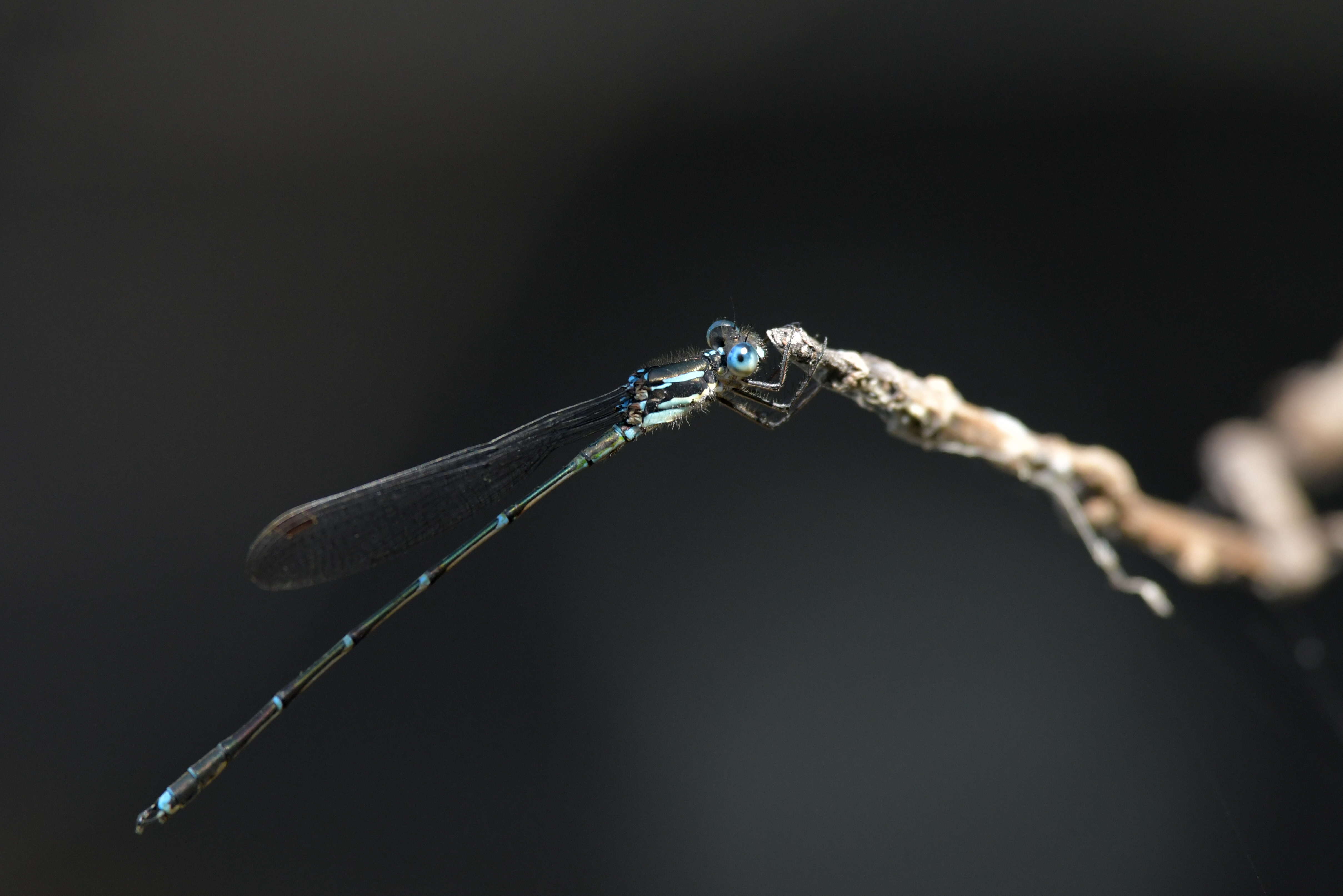 Sivun Austrolestes colensonis (White ex White & Gardiner Butler 1846) kuva