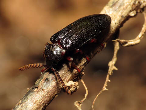 Image of Zenoa picea (Beauvois 1806)