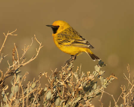 Image of Orange Chat