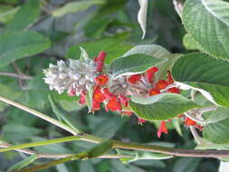 Image of Colquhounia coccinea Wall.