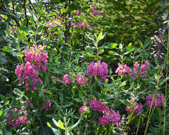 Image of sheep laurel