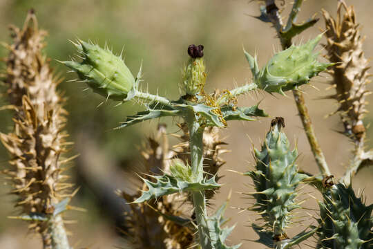 Image of crested pricklypoppy