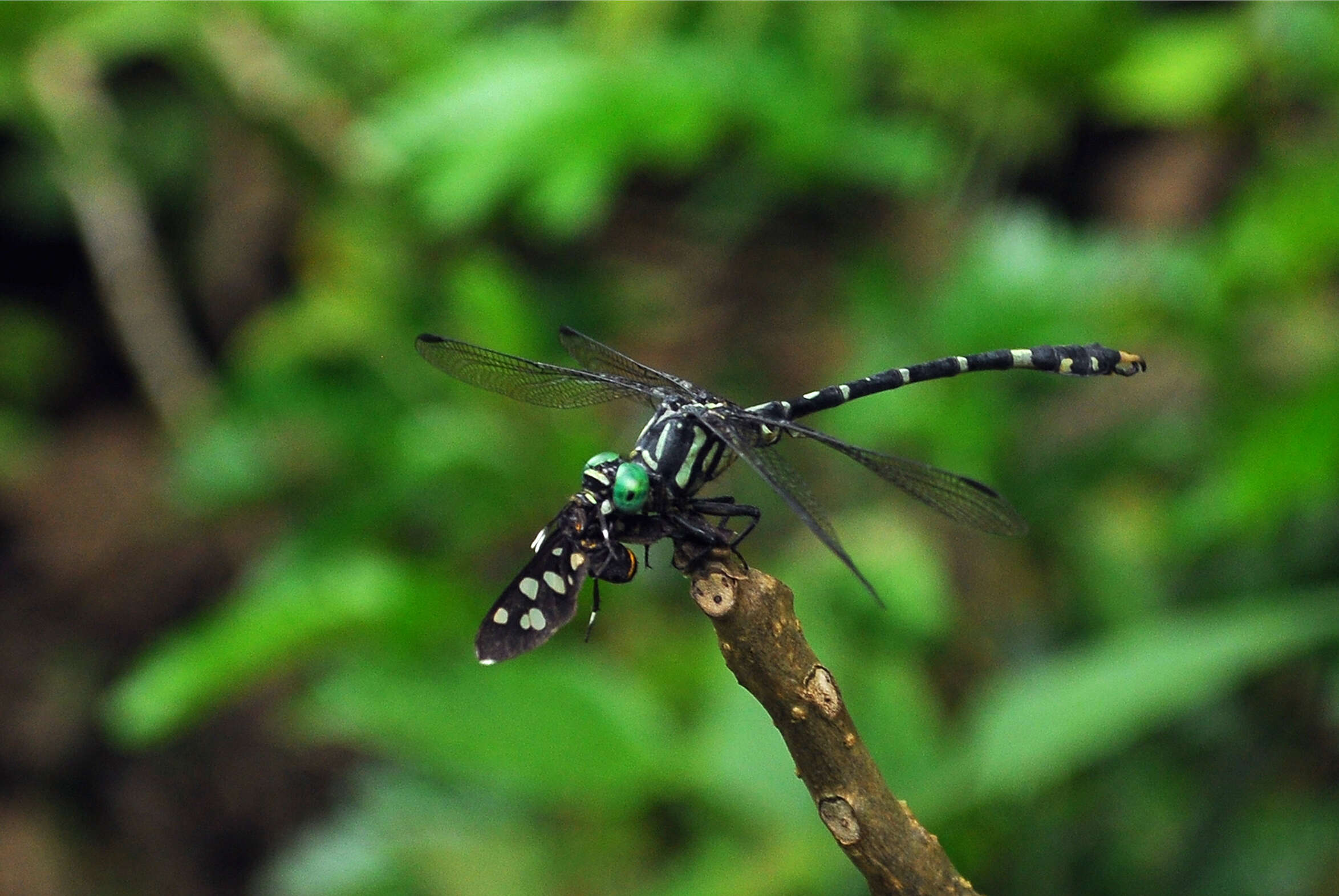 صورة Nychogomphus striatus (Fraser 1924)