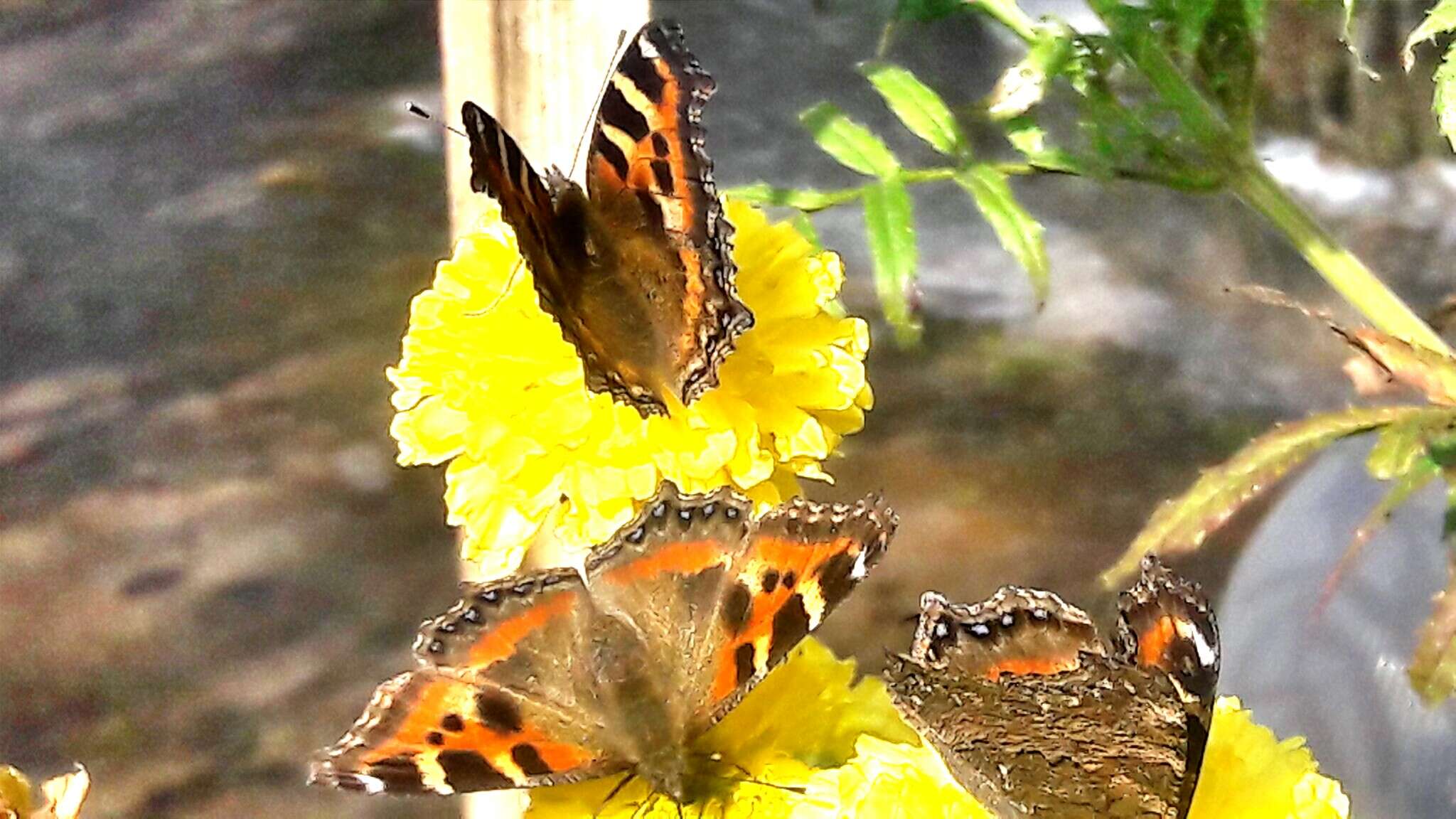 Image of Aglais caschmirensis