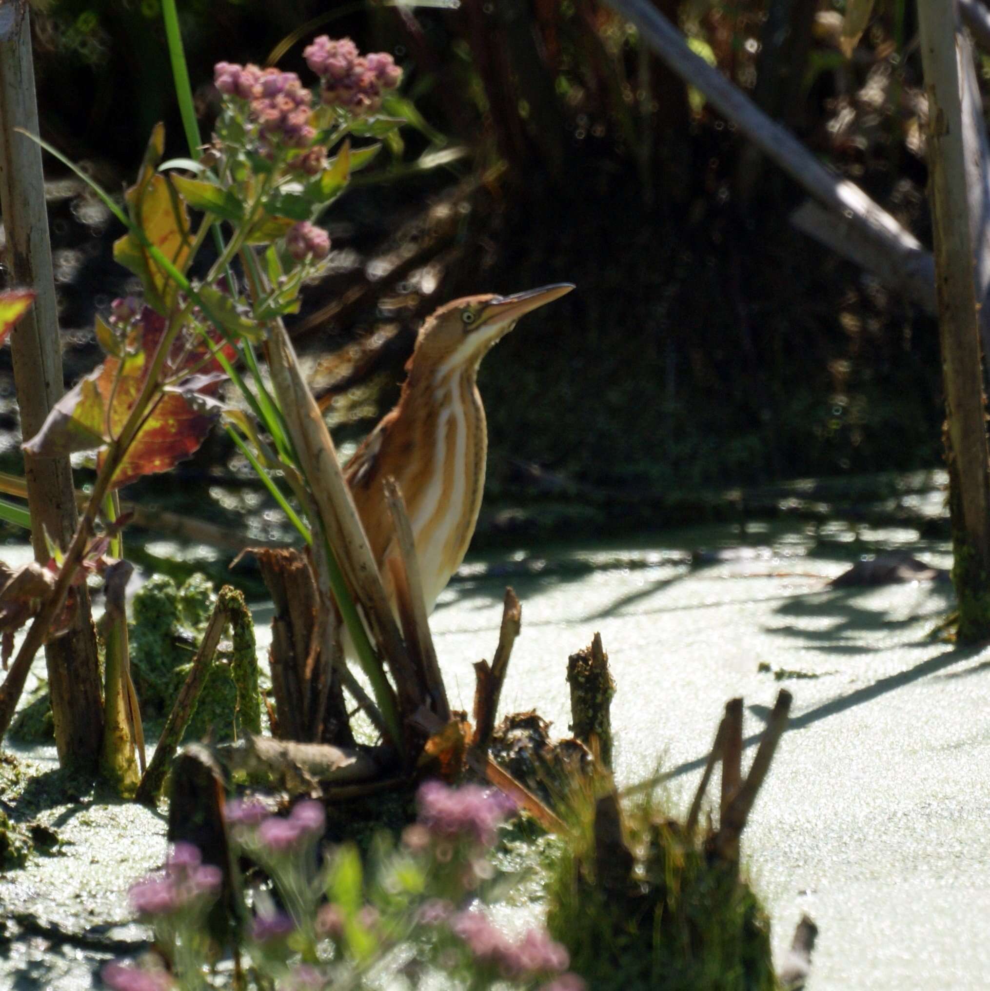 Image of Least Bittern